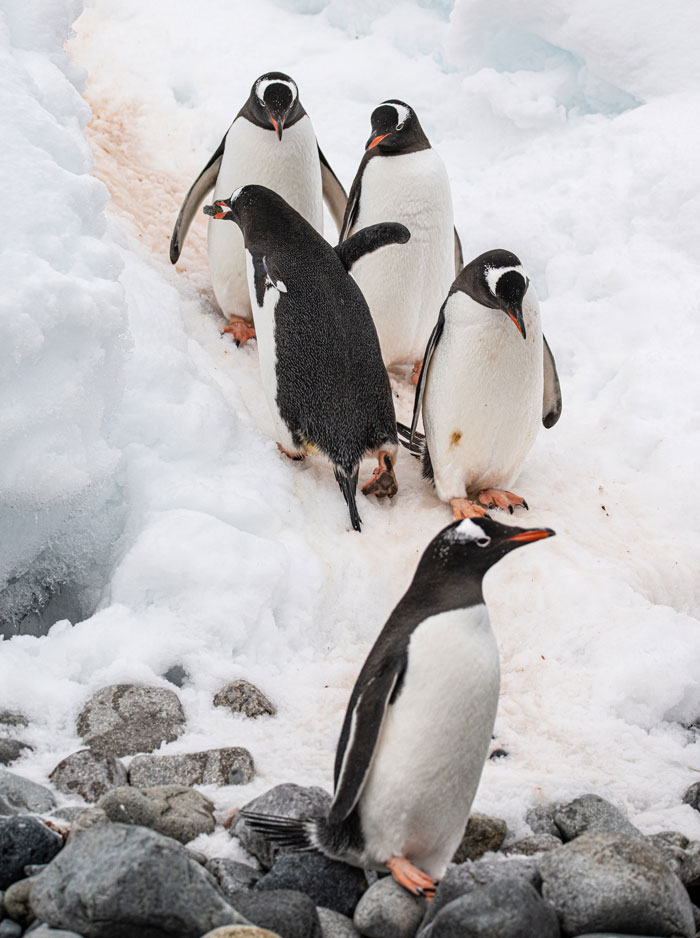 Gentoo Penguins sliding down snowy slope, showcasing bird facts about their behavior in a cold environment.