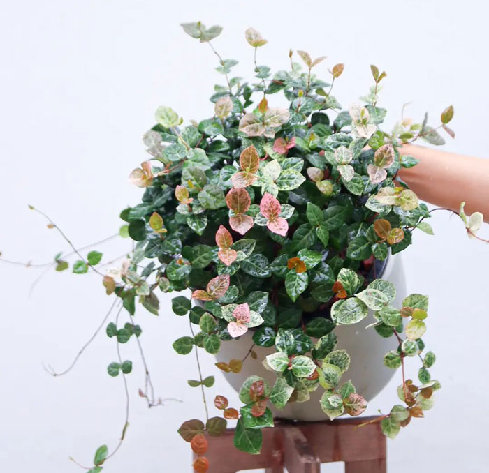 green red potter asiatic jasmine