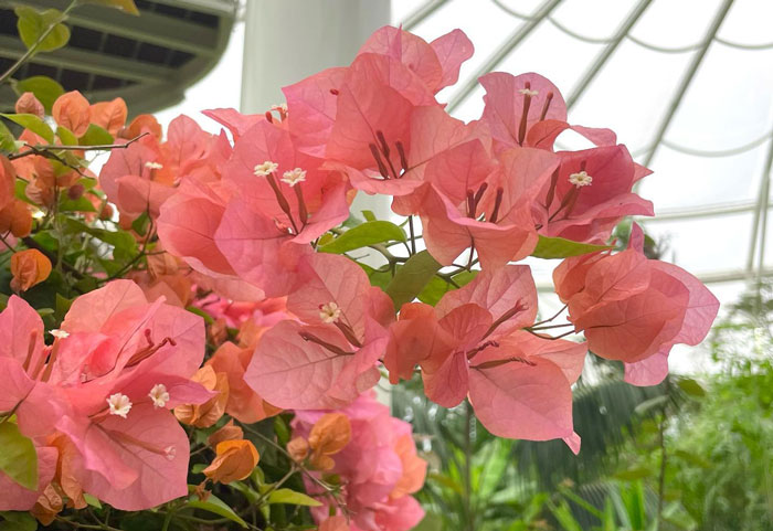 coral pink Bougainvillaea&nbsp;