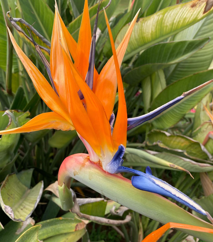 Close up of Bird of Paradise