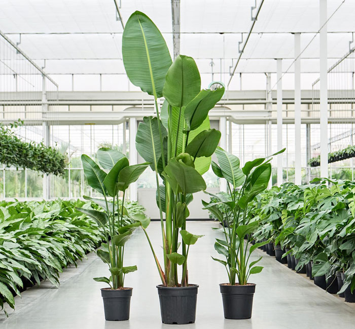 three strelitzia nicolai plants in varying sizes