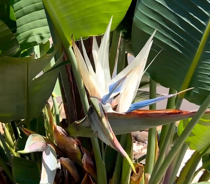 Strelitzia Caudata in full bloom