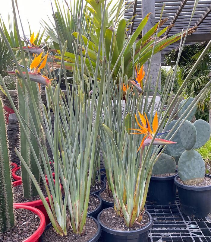 Strelitzia Juncea plants outside