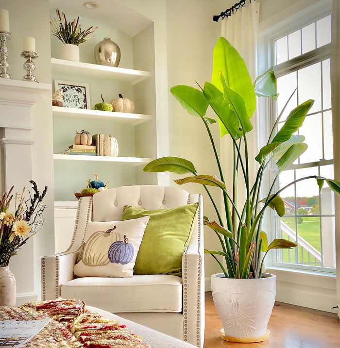 Strelitzia Alba with big leaves inside