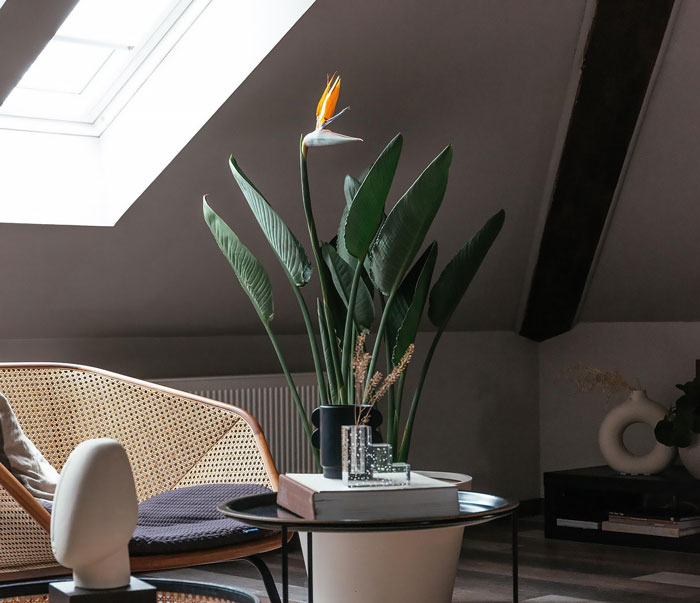 blooming strelitzia plant inside
