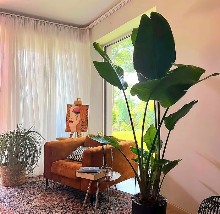 strelitzia plant with big leaves inside