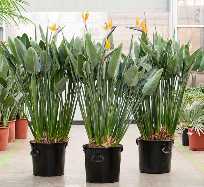 strelitzia bushes with a few blooms