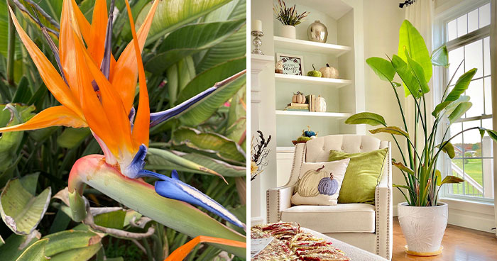 Handy Tips to Grow Bird of Paradise Plants With Ease
