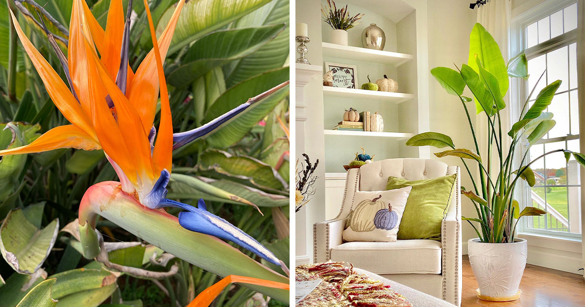 Handy Tips to Grow Bird of Paradise Plants With Ease | Bored Panda