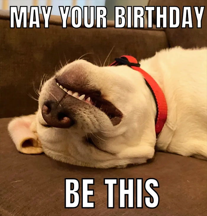 Happy dog lying upside down with text wishing a fun and hilarious birthday celebration.