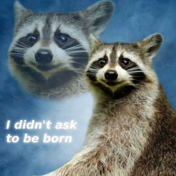 Raccoon with humorous text "I didn't ask to be born" for funny happy birthday memes.