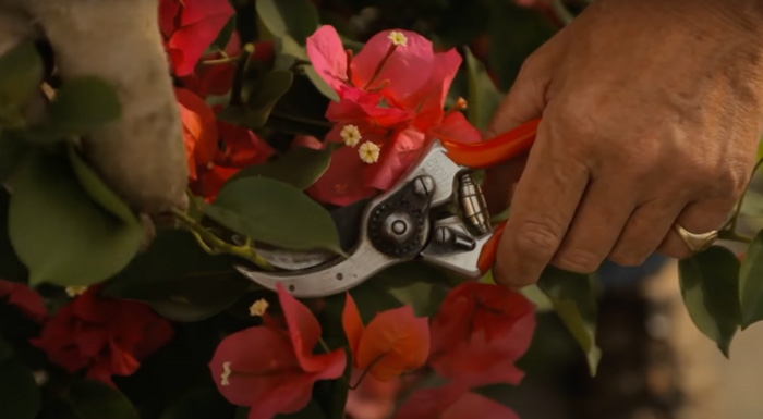 Man pruning red bougainvillea 