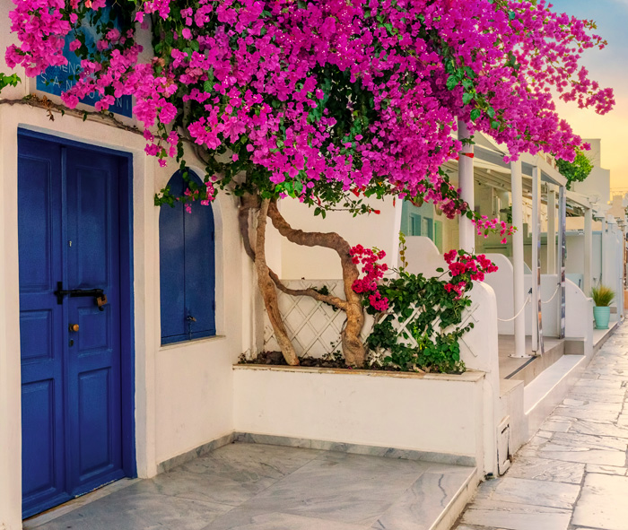 Pink bougainvillea tree in the white pot near blue door 
