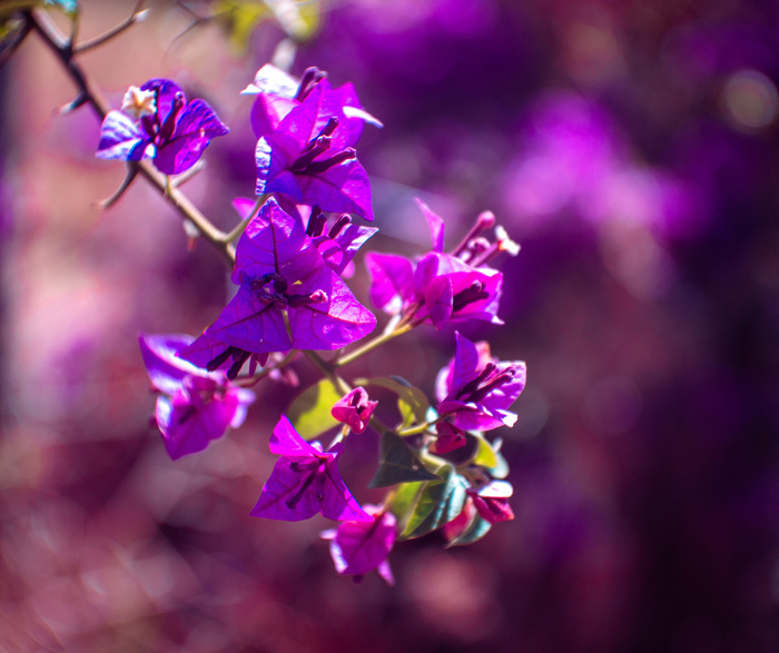 Purple branch of bougainvillea 