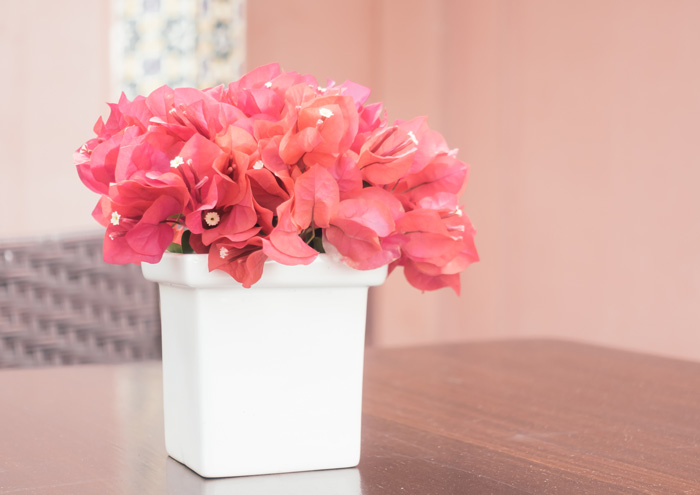 Pink bougainvillea in the white pot on the table 