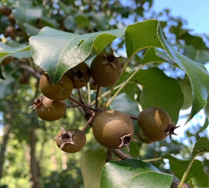 Close-up shot of the brown fruit of a Bradford pear tree