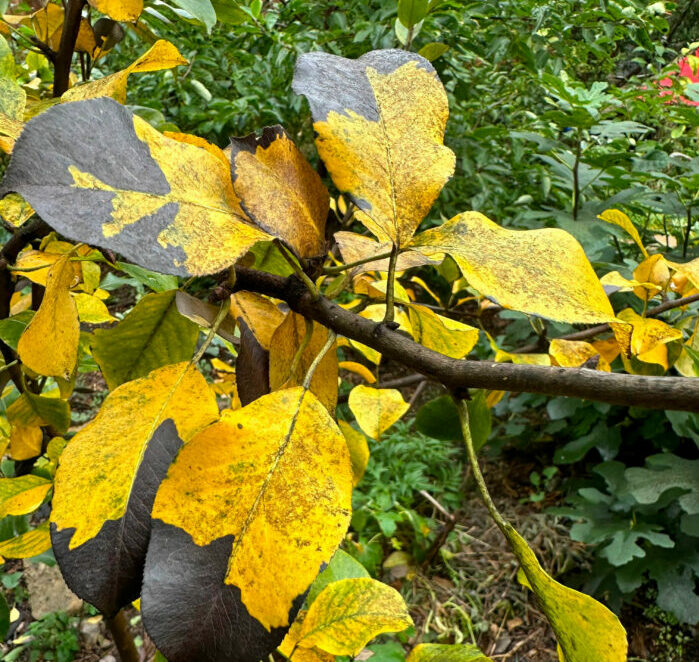 A close-up shot of the yellowed leaves on a Bradford pear tree