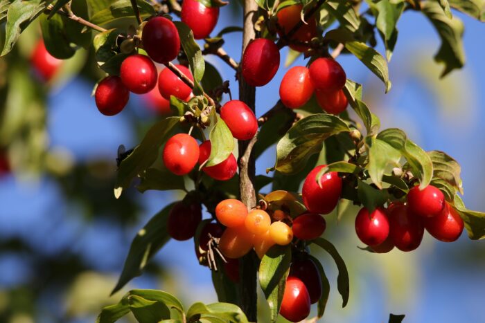 A close-up shot of the red berries from a Cornelian cherry branch