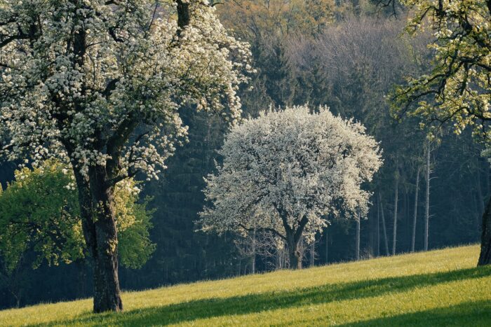 Many Bradford pear trees in a field