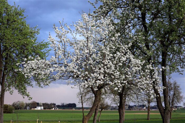 A Bradford pear tree, among other trees
