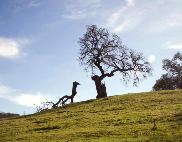 A broken Bradford pear tree on a hill