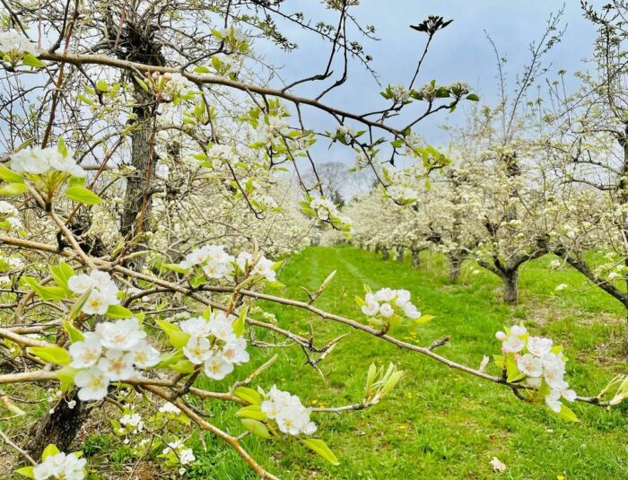 A close-up of the branches of a Bradford pear tree with white blossoms and thorns