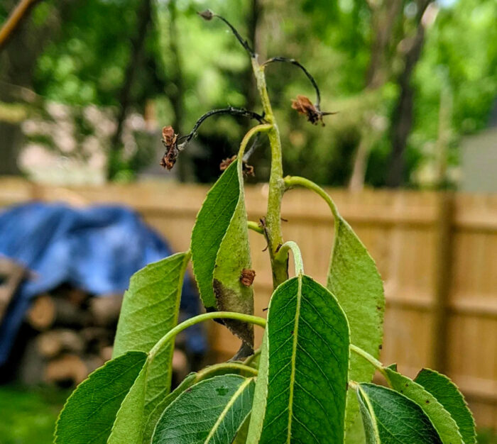 A Bradford pear tree with fire blight disease on its leaves