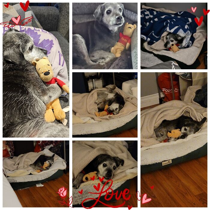 This Is Our 17+ Boy, Enzo. We Adopted Him At 10 Years Old. This Was His First Toy, Mr. Pooh