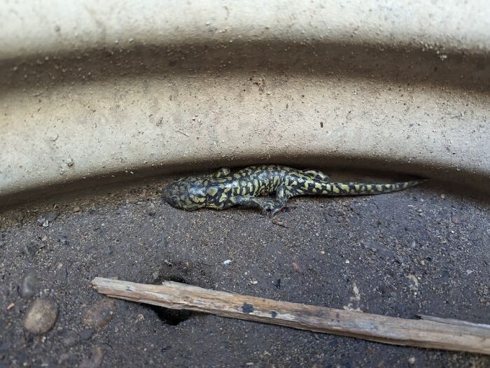 A Cool Little Salamander Trying To Hide