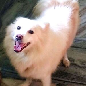 monikashrivastav avatar