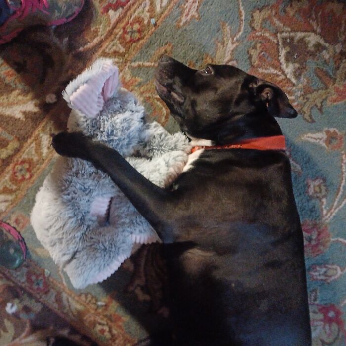 Gunner With Ellie The Day He Got Her