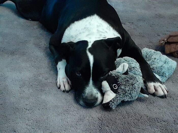 Stan Lee. He's A Pit Mix And So Full Of Love