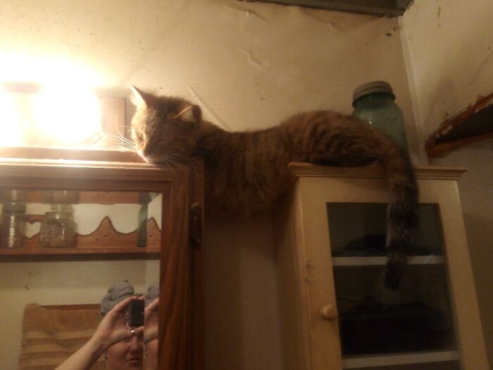 She Followed Me In, And When I Got Out Of The Shower, This Is Where She Had Decided To Be