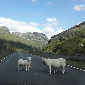 marias-pedersen avatar