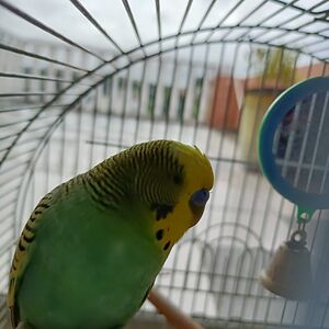 bernadinechetty_1 avatar