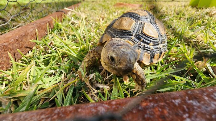 Freedom, An Angulate Tortoise. Just Under 2 Years Old And Weighs 106 Grams