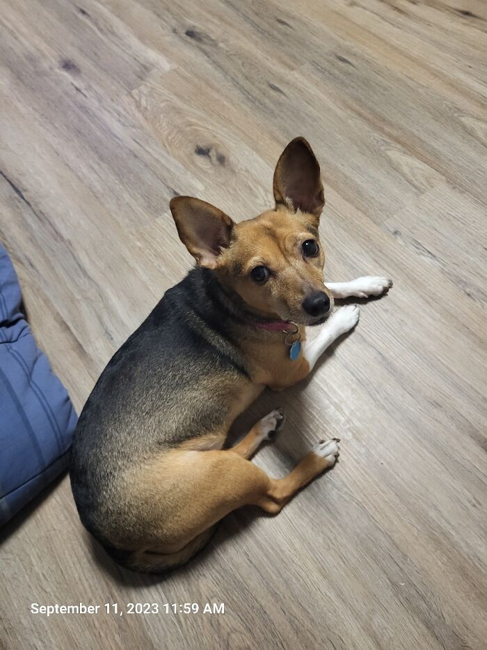 Muppy Relaxing With Me On My Day Off