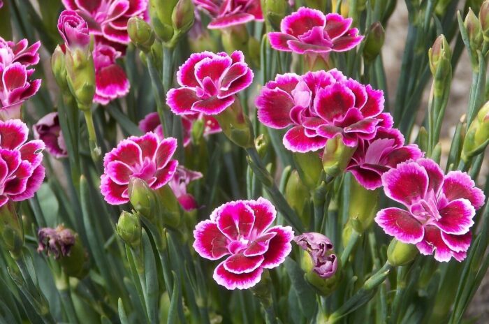 Carnation of Dianthus caryophyllus