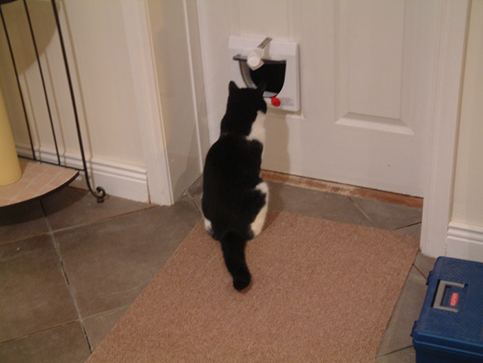 Cat Breaks Into Neighbor&rsquo;s New Home, They Are Furious And Ask For $2,000