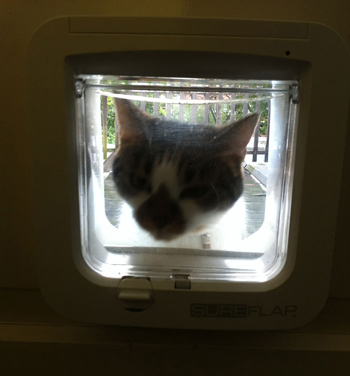 Cat Breaks Into Neighbor&rsquo;s New Home, They Are Furious And Ask For $2,000