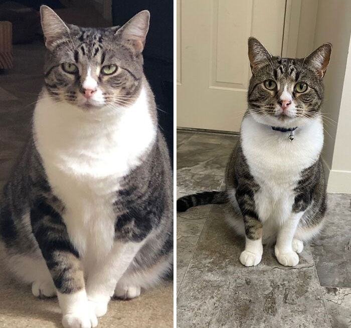 I Didn’t Realize How Much Weight He Had Lost Until This Old Picture Came Up In My Memories! Everyone Congratulate Simba For His Hard Work