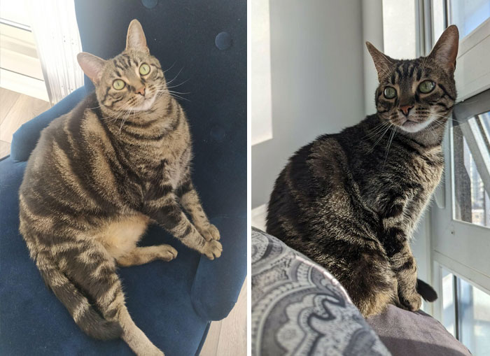 Marco's Progress After 2 Years! 22 Lbs To 13 Lbs