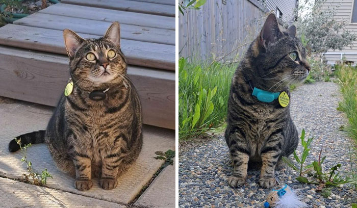 Huge Congratulations To Kitty And Her Owner Jack For Helping Her Lose 2.2 Lbs And Reaching Her Target Goal Weight