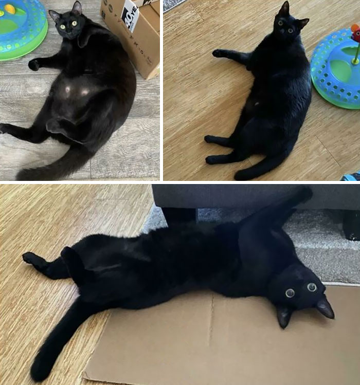 Progress Slowed To A Crawl These Last Couple Years, And She’s Still Just A Teensy Bit Heavy For Her Size, But She Has A Shiny Coat And A Clean Bill Of Health