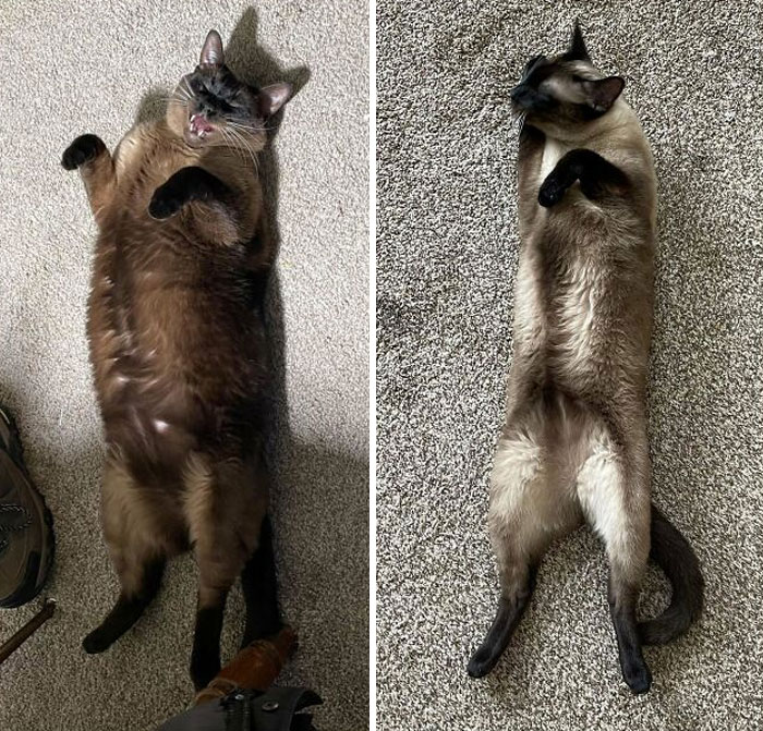 Stewie In 2020 vs. 2023. We Stopped Letting Him Free-Feed And Instead He Gets 3 Small Meals A Day. Look At The Difference