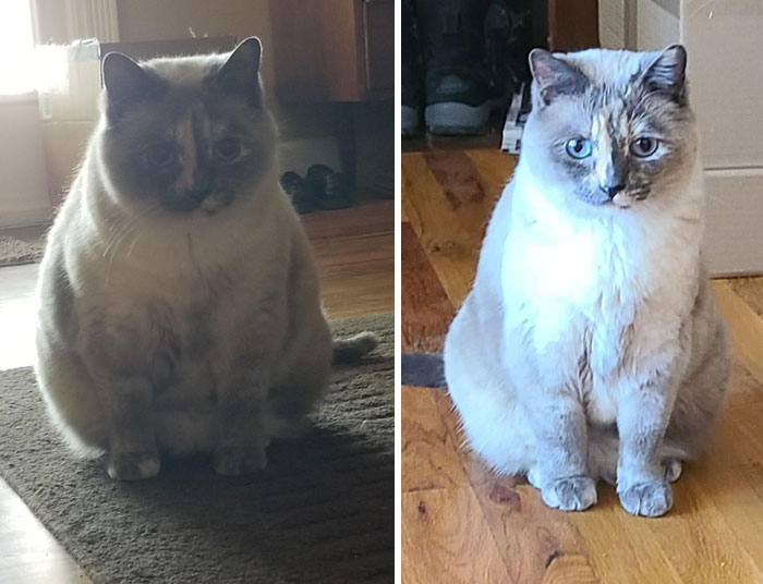 From 15.4 Lbs To 10.3 Lbs. She's Officially At Her Goal Weight! I'm So Proud Of My Little Kibble