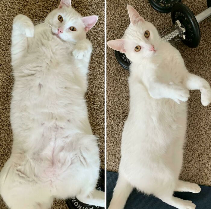 Down Two Pounds Since November! Started At 16.8 Lbs, Currently - 14.6 Lbs. Vet Said Target Is 12 But He’s Looking Very Fine