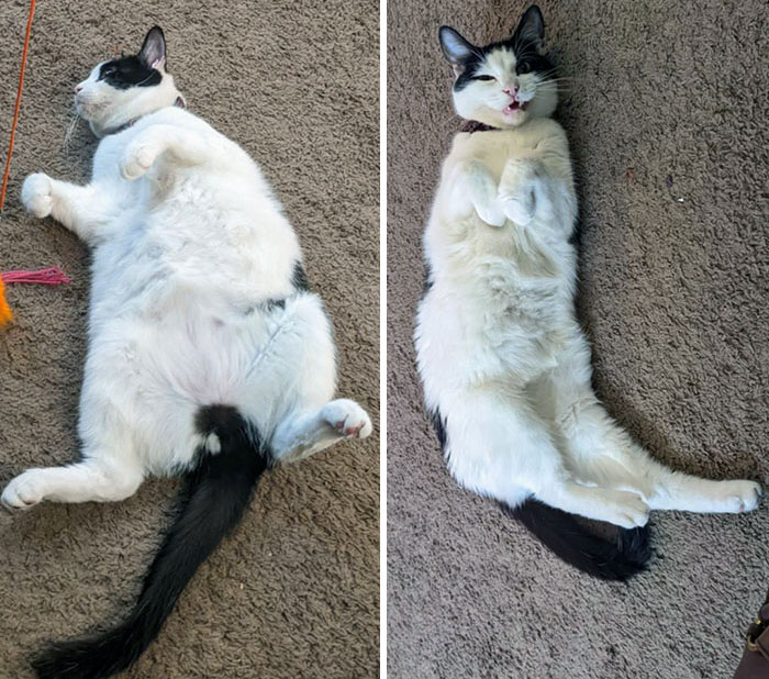 Adopted A Chunk And Now He's Shrunk