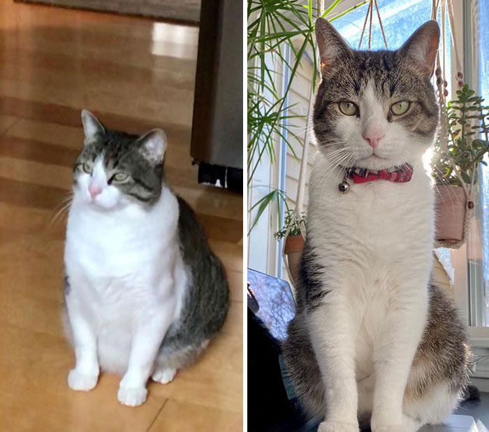 My Handsome Holland Has Lost 5.5 Lbs Since My Fiancé And I Adopted Him Two Years Ago