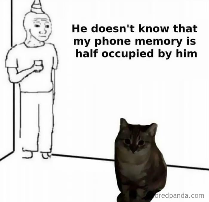 Memes-For-My-Cat